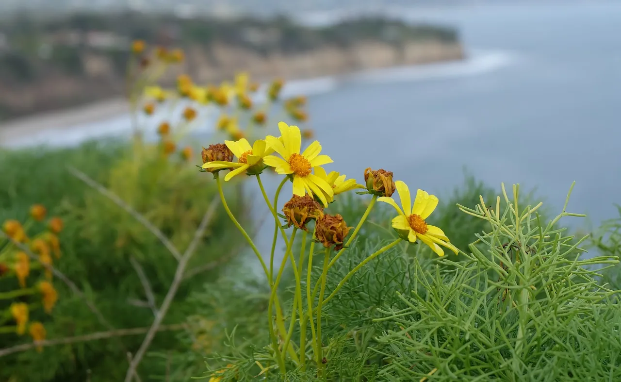 Flowers 1