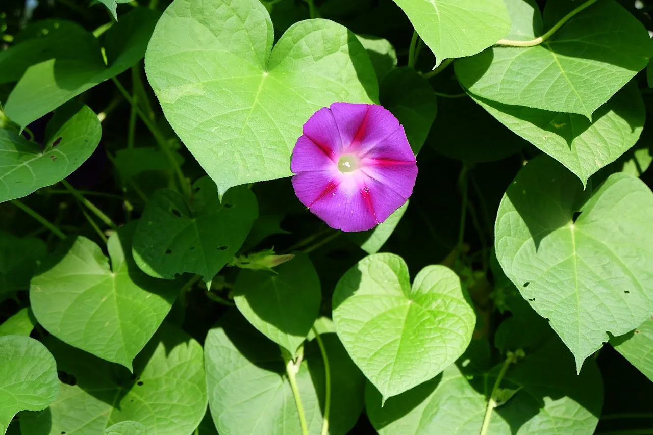 Flowers 10