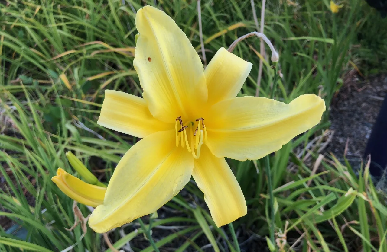 Flowers 11
