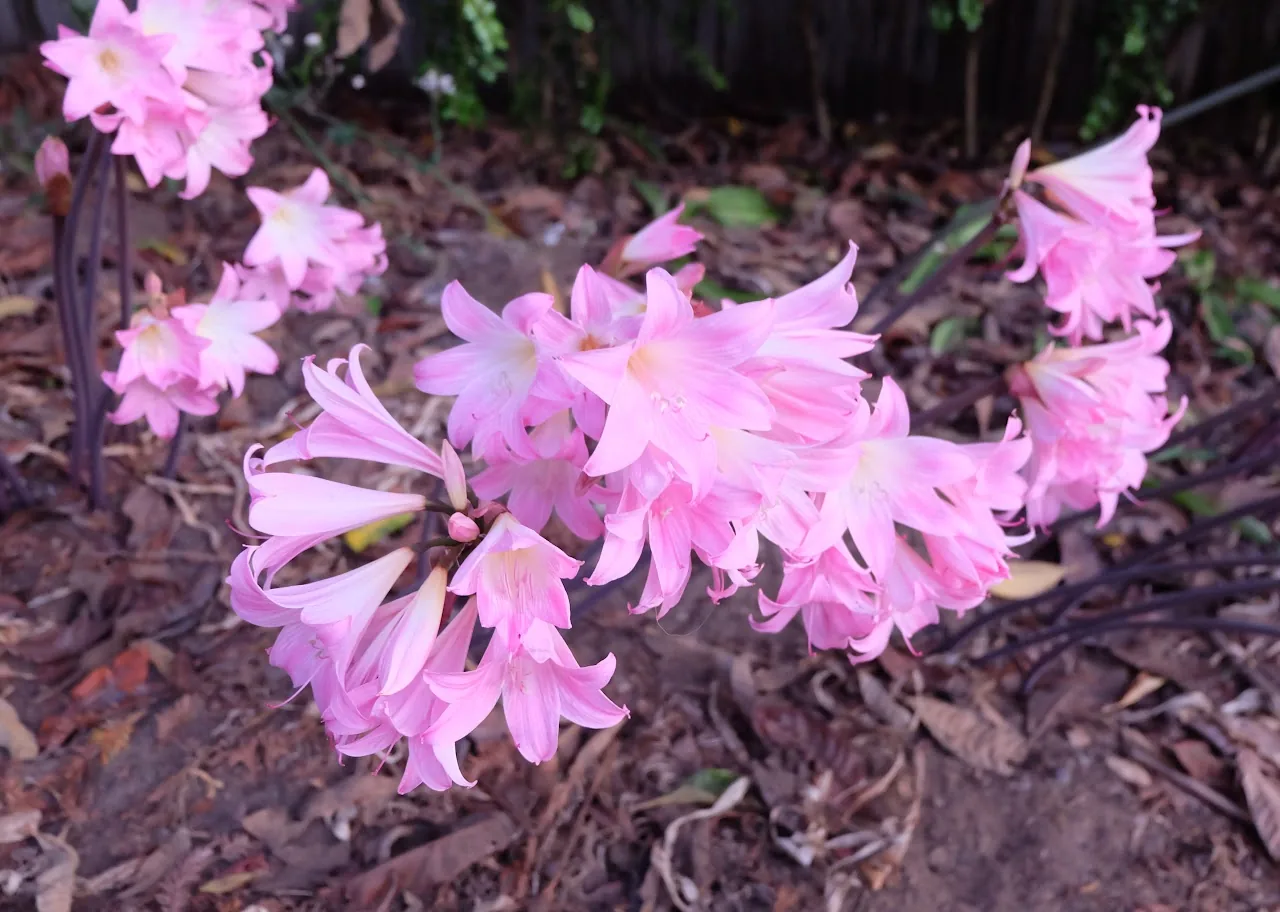 Flowers 12