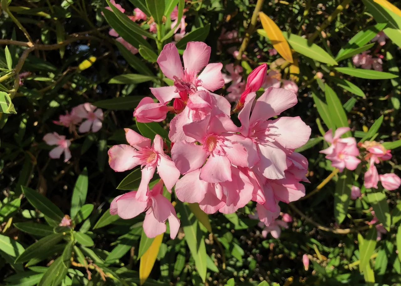 Flowers 13