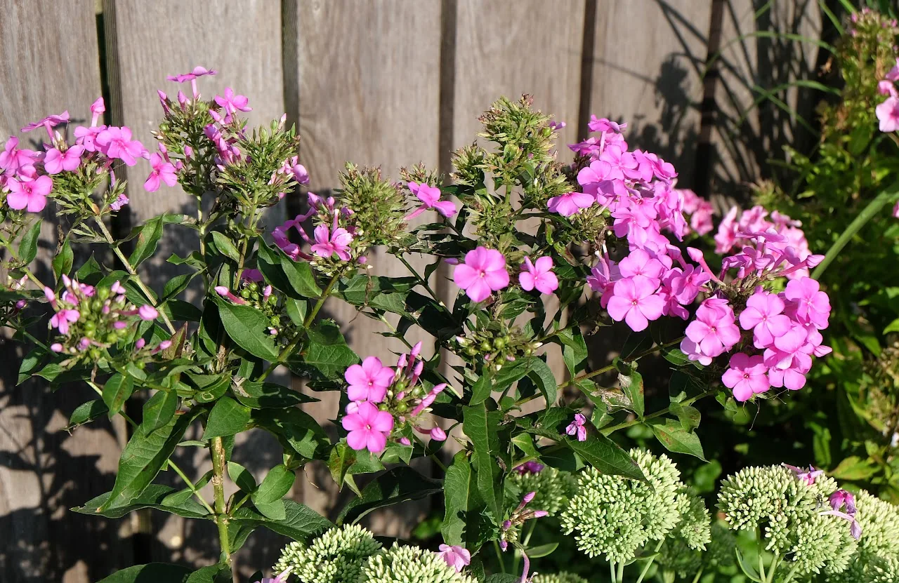 Flowers 14