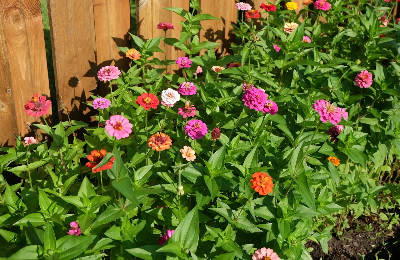 Flowers 15