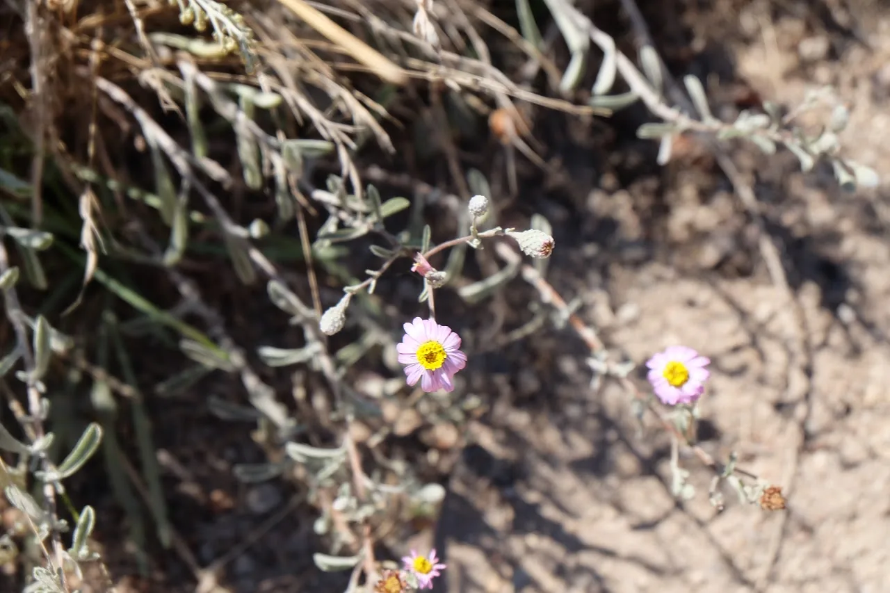Flowers 16
