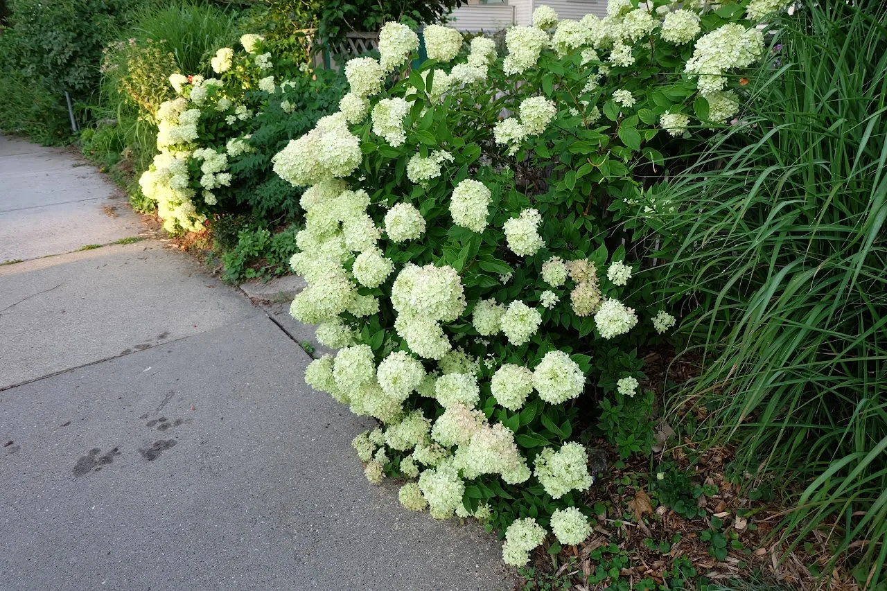 Flowers 17