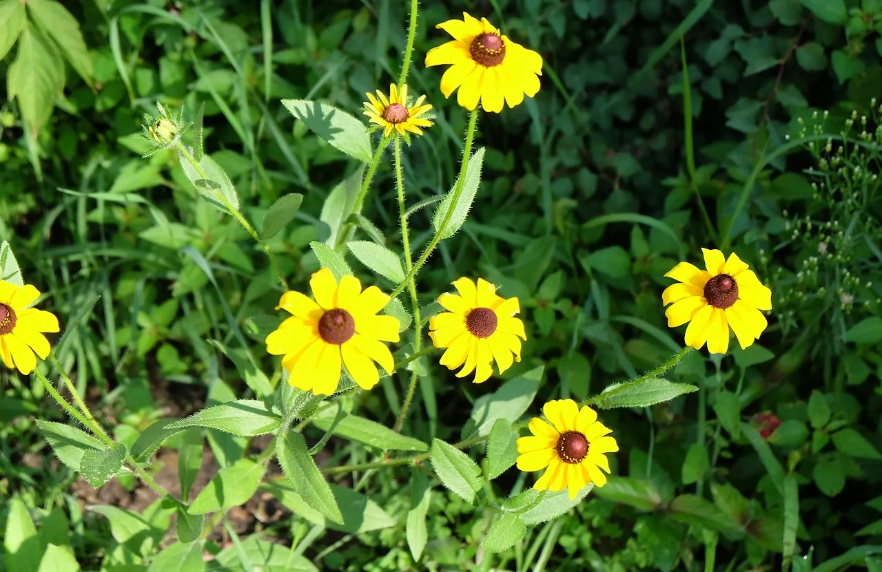 Flowers 2