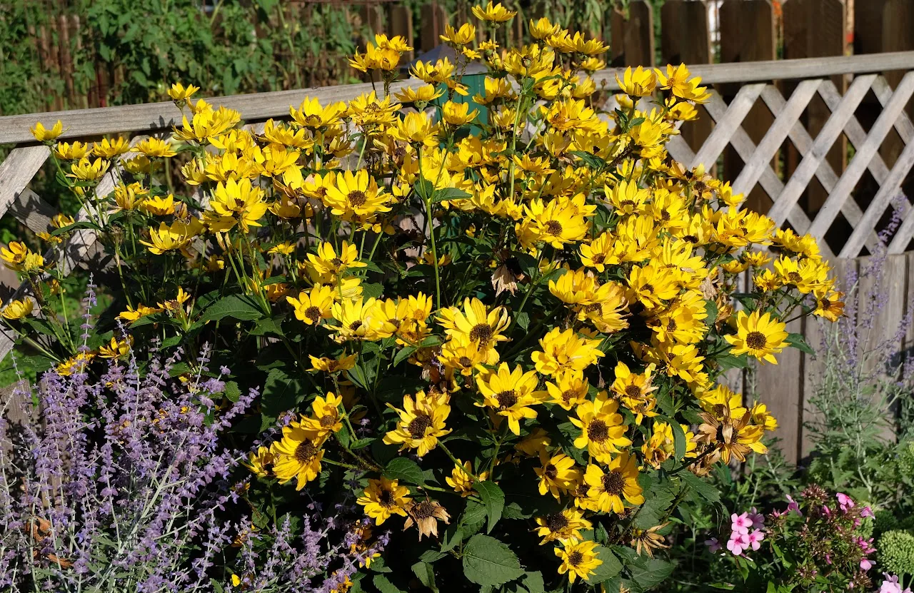Flowers 3