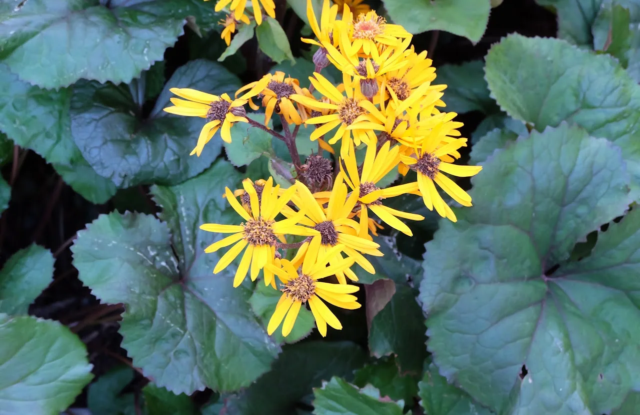 Flowers 4