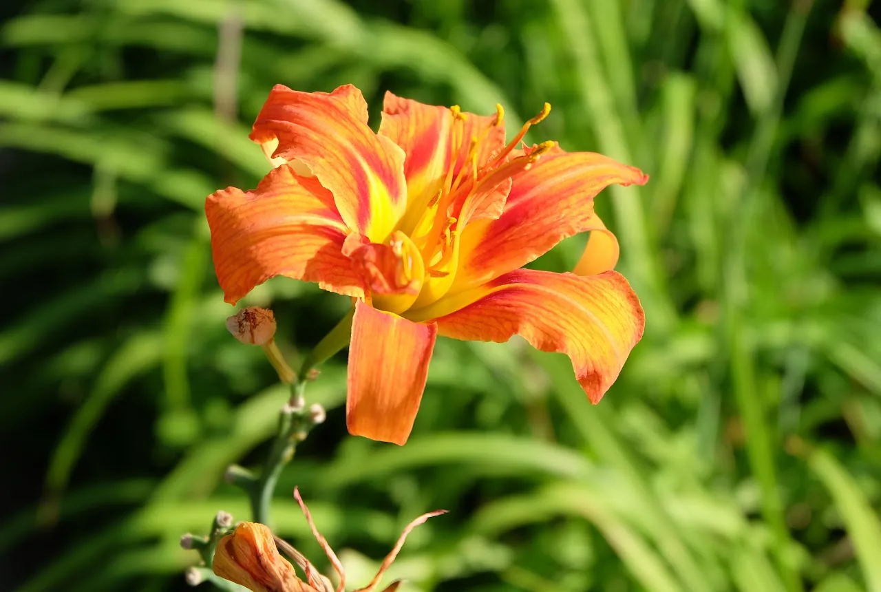 Flowers 6