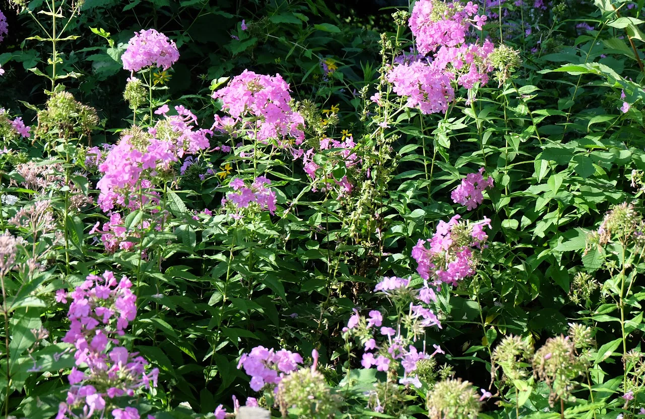 Flowers 7