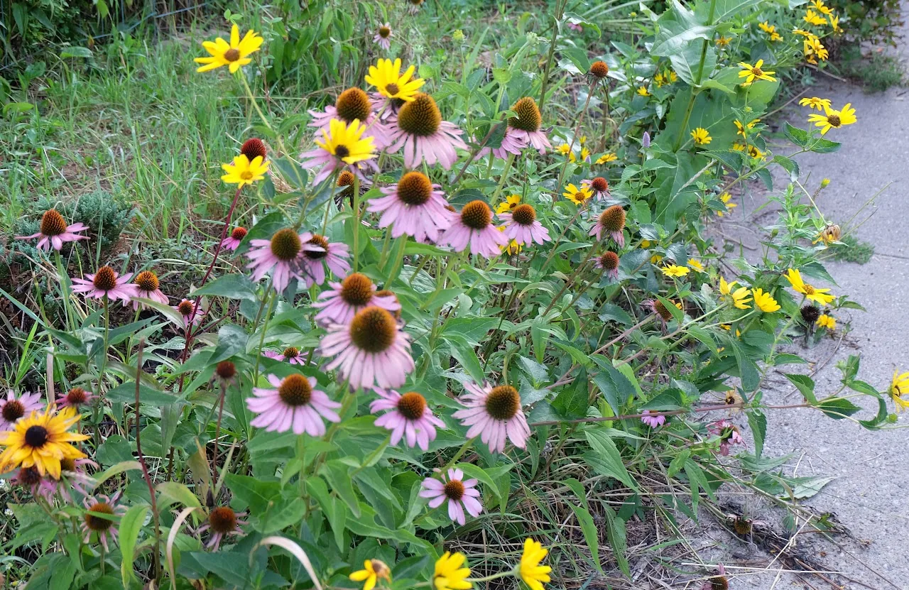 Flowers 8