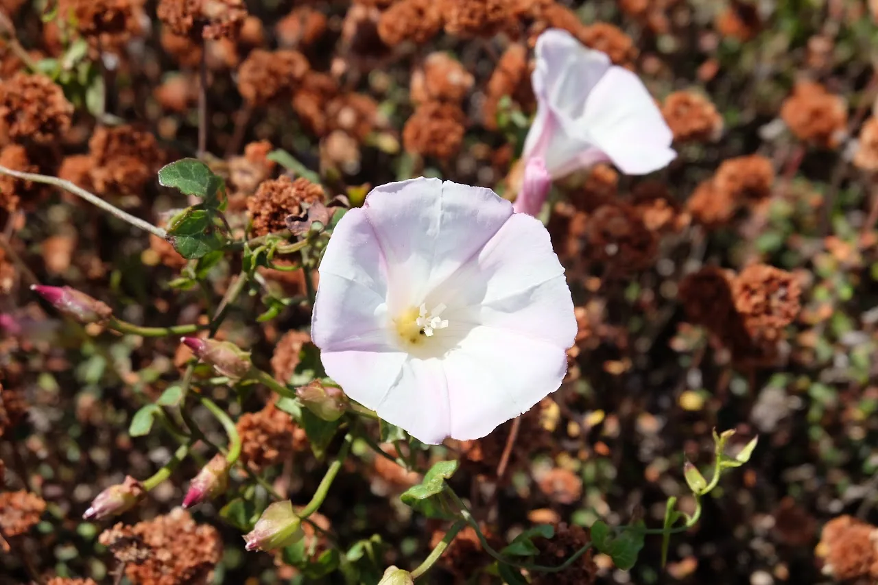 Flowers 9